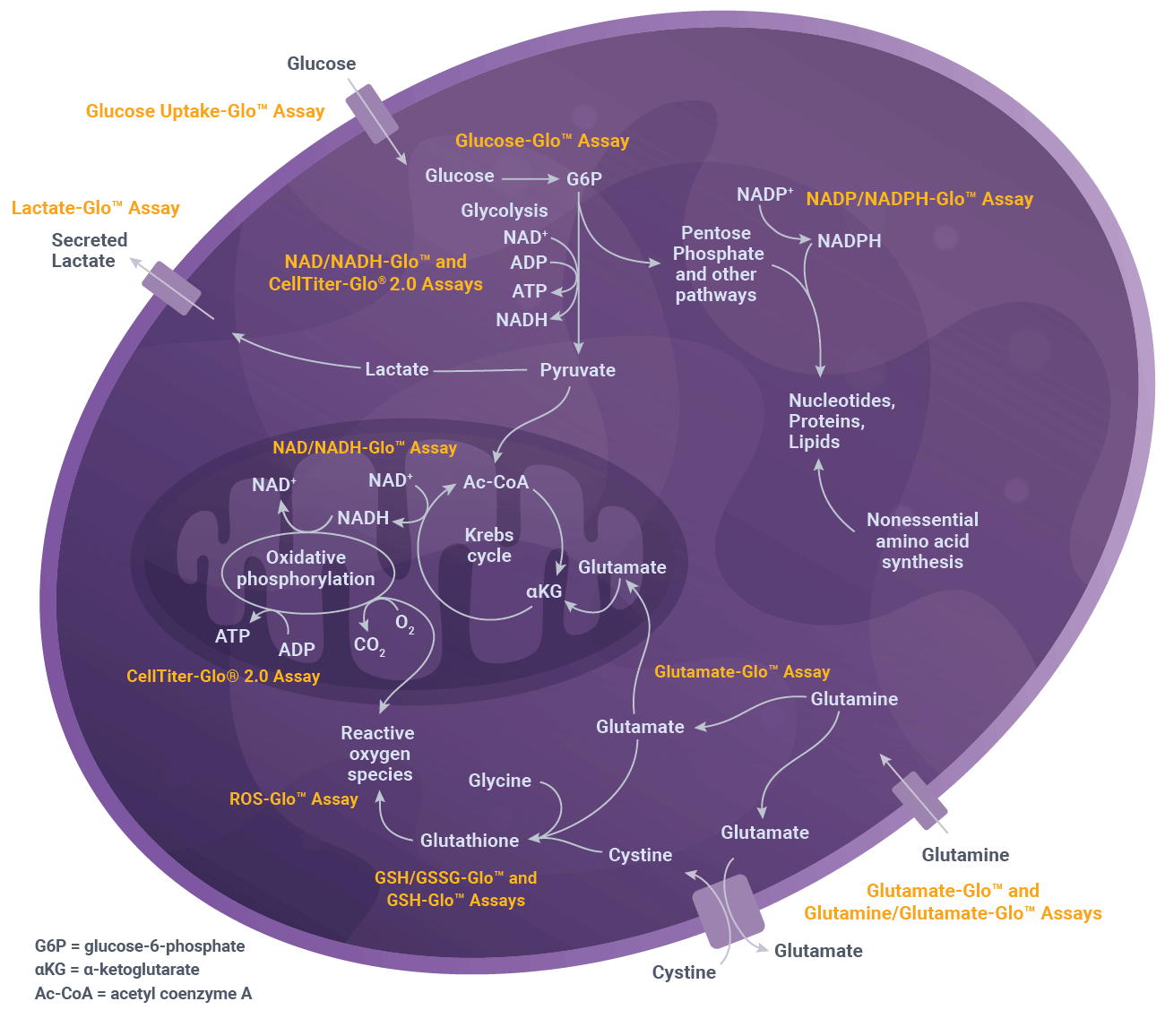energy-metabolism-pathways-in-a-cell
