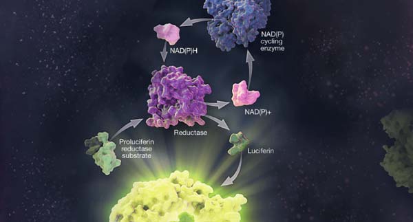 nucleotide-and-co-factor-detection-products
