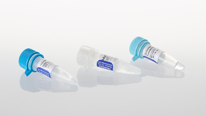 A5003-goscript-reverse-transcriptase