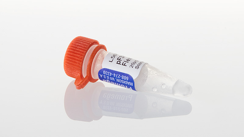 L5681_pF3K-WG--BYDV--Flexi--Vector-20ug_3