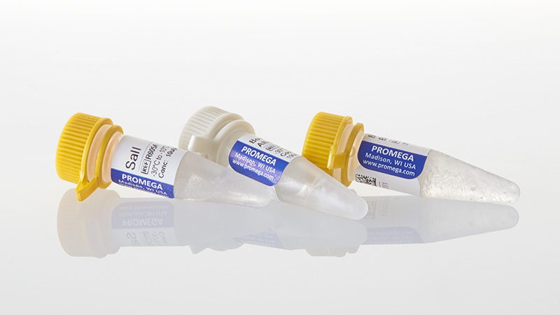 R6051_SalI--2-000u_3