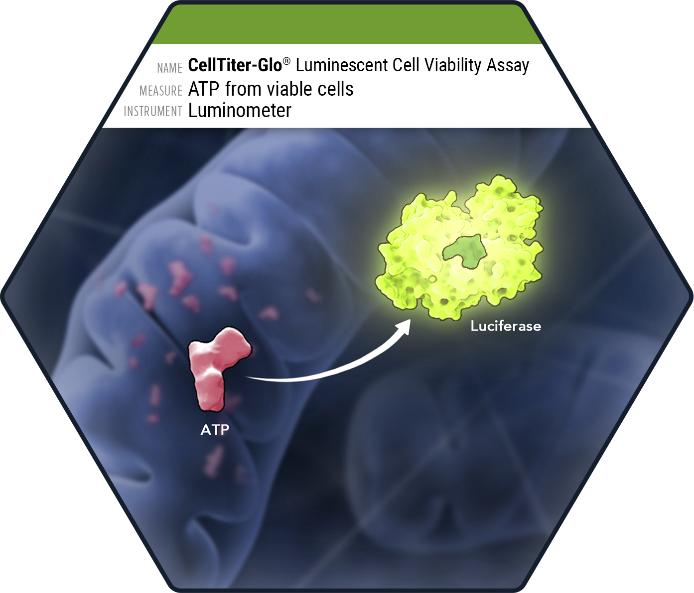 Diagram of the CellTiter-Glo Luminescent Cell Viability Assay showing ATP from viable cells converting to a luciferase reaction, detected by luminometer