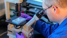 scientist looking at a plate of cells under a microscope