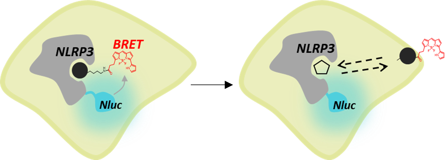 NLRP3 NanoBRET™ Target Engagement Assay. 