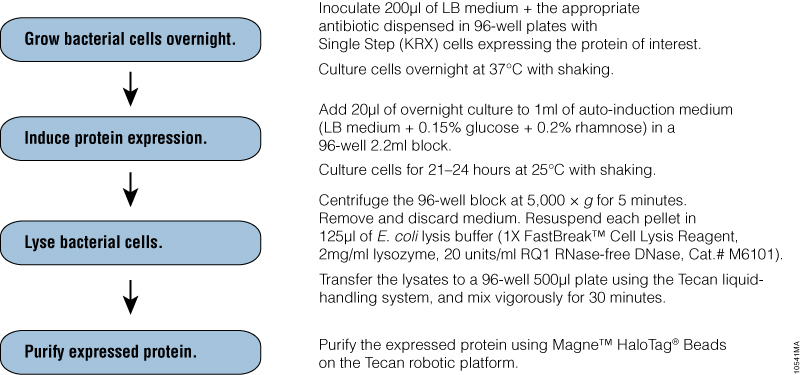 Schematic overview of the protein expression and purification pipeline
