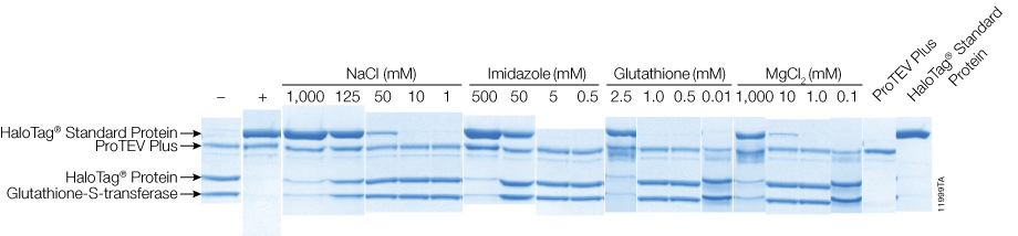 ProTEV Plus digestions