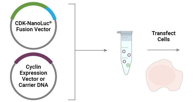 NanoBRET™ TE CDK Selectivity System Workflow; Day 1 - Transfect Cells