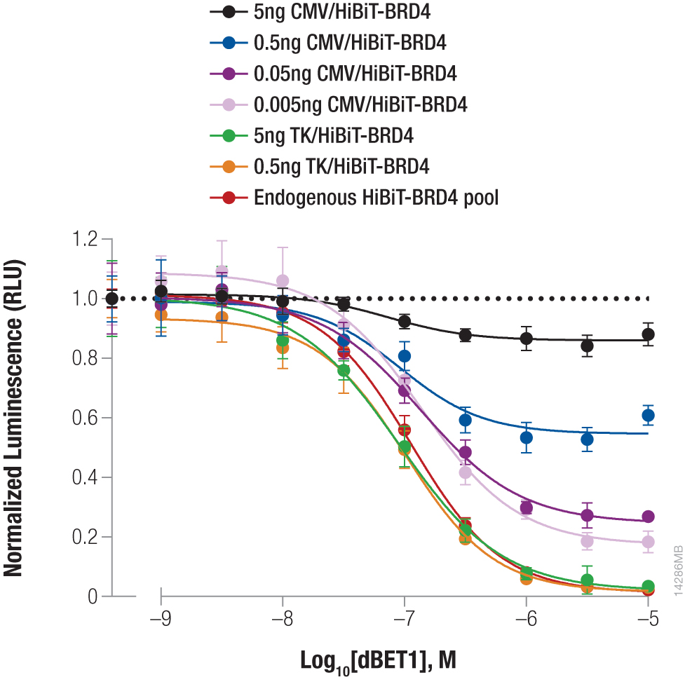 Graph showing the targeted degradation of HiBiT-BRD4 after incubation with compound dBET1