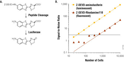 Bioluminescent and fluorescent measurements of caspase-3/7 activity.