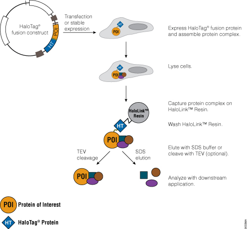 pull down protein purification method